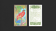 1926 Cavanders Foreign Birds #1 Orange Fruit-Pigeon