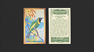 1926 Cavanders Foreign Birds #10 Golden-Fronted Bulbul