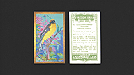 1926 Cavanders Foreign Birds #11 Blue-Shouldered Tanager