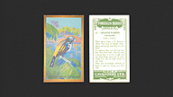 1926 Cavanders Foreign Birds #12 Orange Rumped Tanager