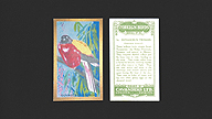 1926 Cavanders Foreign Birds #14 Duvaucel's Trogon