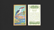 1926 Cavanders Foreign Birds #18 Black-Capped Kingfisher