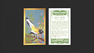 1926 Cavanders Foreign Birds #19 Indian Tree-Pie