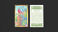 1926 Cavanders Foreign Birds #21 Phillipine Sunbird