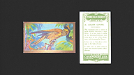 1926 Cavanders Foreign Birds #25 Golden Conure