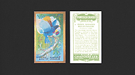 1926 Cavanders Foreign Birds #4 Prince Rudolph's Bird-of-Paradise