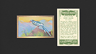 1926 Cavanders Foreign Birds #5 Green Magpie