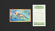 1926 Cavanders Foreign Birds #7 Regent Bower-Bird