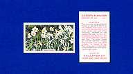 1938 Gallaher Garden Flowers #1 Narcissus