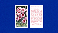 1938 Gallaher Garden Flowers #10 Single Pinks