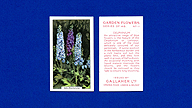 1938 Gallaher Garden Flowers #11 Delphinium