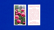 1938 Gallaher Garden Flowers #12 Paeonies