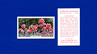 1938 Gallaher Garden Flowers #14 Carnations