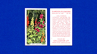 1938 Gallaher Garden Flowers #15 Hollyhocks