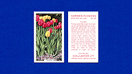 1938 Gallaher Garden Flowers #16 Tulips