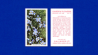 1938 Gallaher Garden Flowers #17 Heliophila