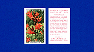 1938 Gallaher Garden Flowers #18 Hemerocallis