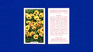 1938 Gallaher Garden Flowers #19 Ursinia