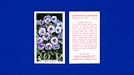 1938 Gallaher Garden Flowers #2 Cornflowers