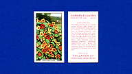 1938 Gallaher Garden Flowers #21 Nasturtiums