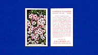 1938 Gallaher Garden Flowers #22 Swan River Daisies