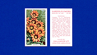 1938 Gallaher Garden Flowers #24 Gazania