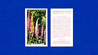 1938 Gallaher Garden Flowers #25 Foxgloves