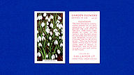 1938 Gallaher Garden Flowers #27 Snowdrops