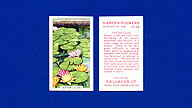 1938 Gallaher Garden Flowers #28 Water Lilies