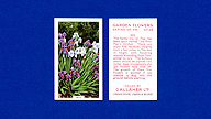 1938 Gallaher Garden Flowers #29 Iris