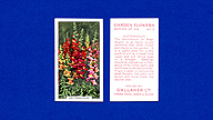 1938 Gallaher Garden Flowers #3 Antirrhinum