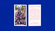 1938 Gallaher Garden Flowers #30 Canterbury Bells