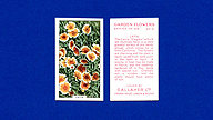 1938 Gallaher Garden Flowers #31 Layia