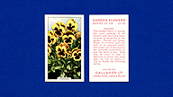 1938 Gallaher Garden Flowers #32 Pansies