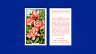 1938 Gallaher Garden Flowers #33 Roses