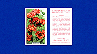 1938 Gallaher Garden Flowers #34 Poppies