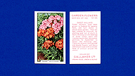 1938 Gallaher Garden Flowers #35 Sweet Williams