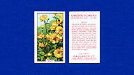 1938 Gallaher Garden Flowers #36 Geum