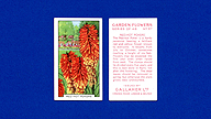 1938 Gallaher Garden Flowers #37 Red Hot Pokers