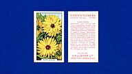 1938 Gallaher Garden Flowers #38 Sunflowers