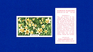 1938 Gallaher Garden Flowers #39 Daffodils