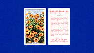 1938 Gallaher Garden Flowers #4 Zinnia