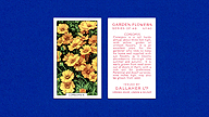 1938 Gallaher Garden Flowers #40 Coreopsis