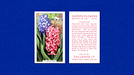 1938 Gallaher Garden Flowers #41 Hyacinths