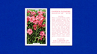 1938 Gallaher Garden Flowers #42 Phlox