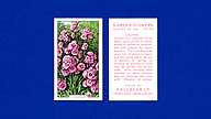 1938 Gallaher Garden Flowers #43 Lychnis