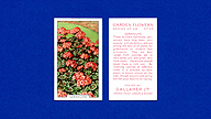 1938 Gallaher Garden Flowers #44 Geraniums