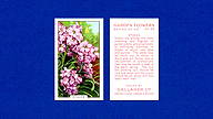 1938 Gallaher Garden Flowers #45 Stocks