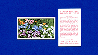 1938 Gallaher Garden Flowers #46 Crocus