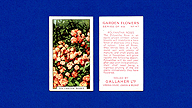 1938 Gallaher Garden Flowers #47 Polyantha Roses